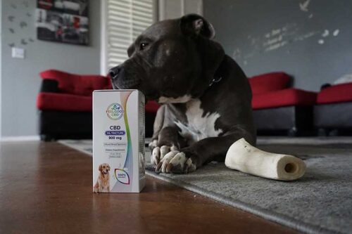 CBD Haustier