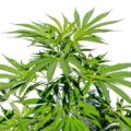 Was ist der Unterschied zwischen CBD aus Hanf und CBD aus Cannabis?