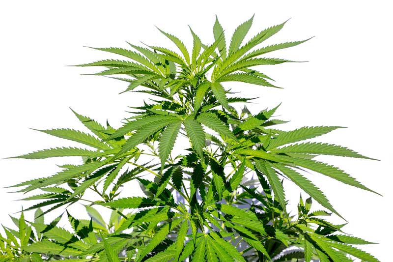 Was ist der Unterschied zwischen CBD aus Hanf und CBD aus Cannabis?