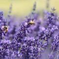 Lavendel