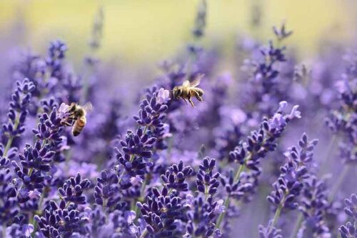 Lavendel