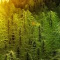 Autoflower