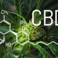 CBD erhöht die Lebenserwartung von Würmern