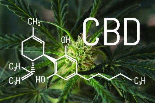 CBD erhöht die Lebenserwartung von Würmern