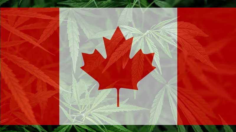 Cannabiskonsum unter Teenagern nach Legalisierung in Kanada um die Hälfte gesunken