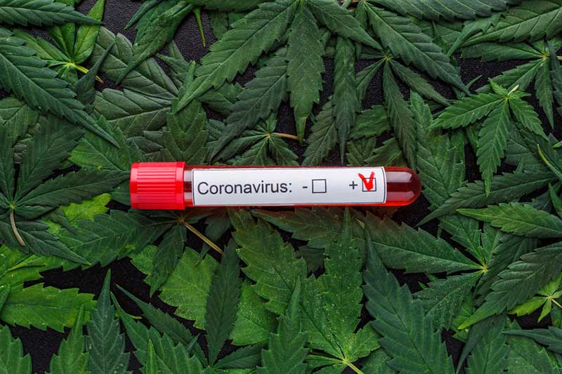 Studie fand heraus, dass Cannabis den Schweregrad von Covid-19 „zähmen“ oder reduzieren kann