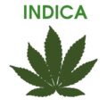 Indica