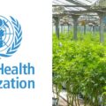 Änderung der UN Kriterien für Cannabis ermutigt traditionelle Erzeugerländer