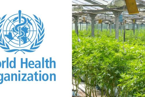 Änderung der UN Kriterien für Cannabis ermutigt traditionelle Erzeugerländer