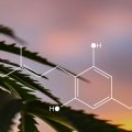 Was ist Cannabigerol (CBG)?