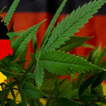 Verfahren zur Legalisierung von Cannabis soll bald beginnen