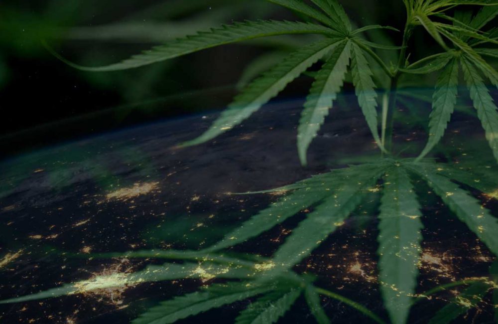 Fünf globale Entwicklungen bei medizinischem Cannabis