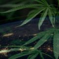 Fünf globale Entwicklungen bei medizinischem Cannabis