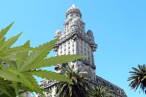 Uruguays historische Legalisierung: Sechs Jahre später