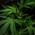Die Geschichte der Cannabispflanze