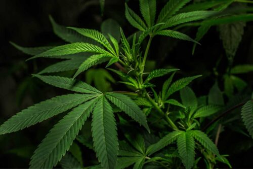 Die Geschichte der Cannabispflanze