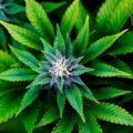 Cannabisanbau auf kleinem Raum