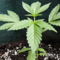 Cannabis Keimung und Sämling | Marihuana Anbau – Teil 2