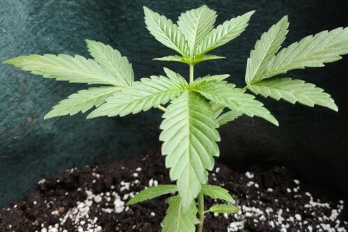 Cannabis Keimung und Sämling | Marihuana Anbau – Teil 2