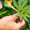Wie man Marihuana-Pflanzen klein hält