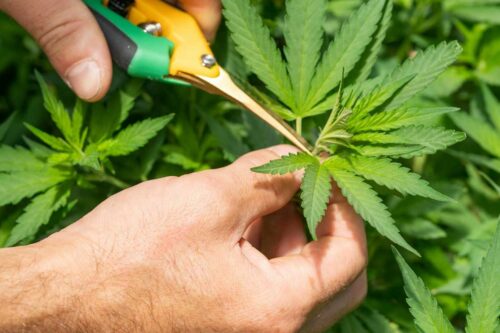 Wie man Marihuana-Pflanzen klein hält
