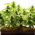 Cannabis-Anbauzubehör | Marihuana Anbau – Teil 1