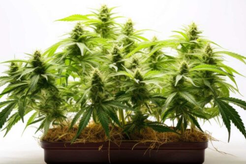 Cannabis-Anbauzubehör | Marihuana Anbau – Teil 1