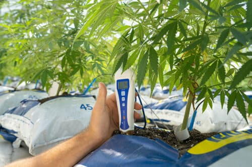 Cannabis Anbau Tipps