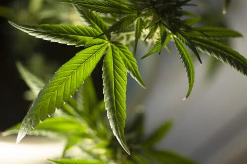 Drogenbeauftragter Hendrick Streeck offen für kontrollierte Cannabis-Legalisierung in Pilotprojekten