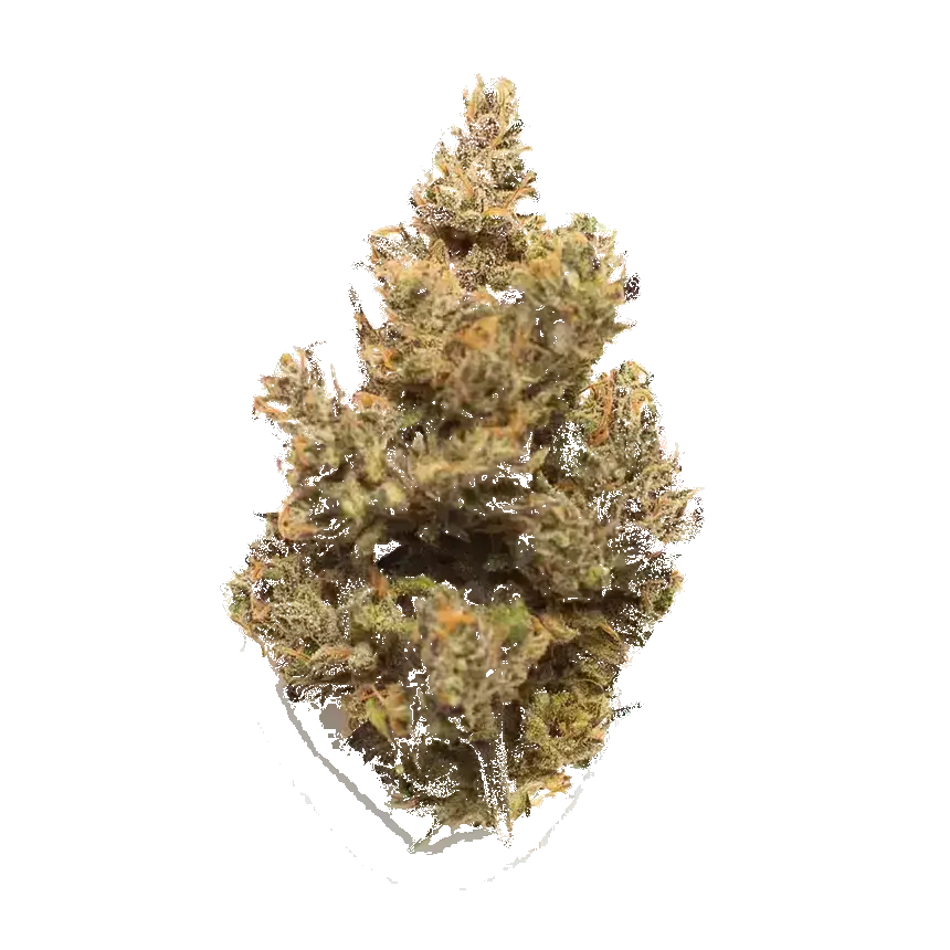 501St Og