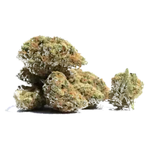Afghanimal