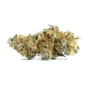 Amnesia
