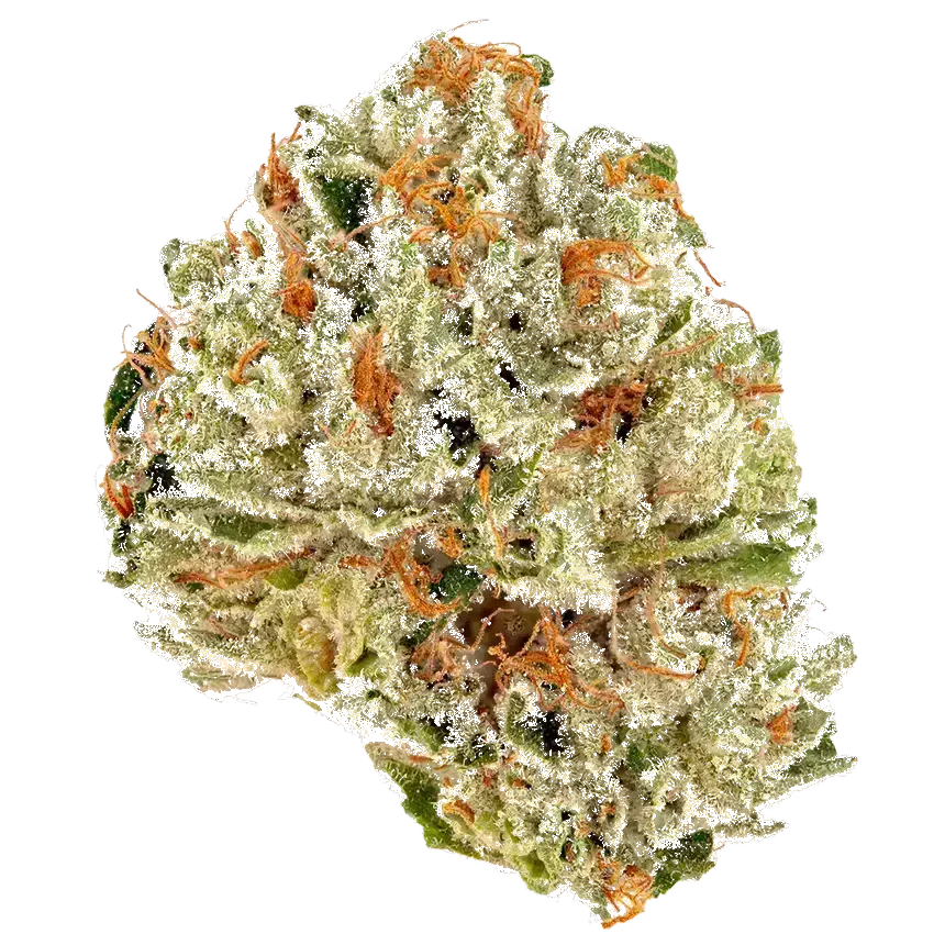 Amnesia Og