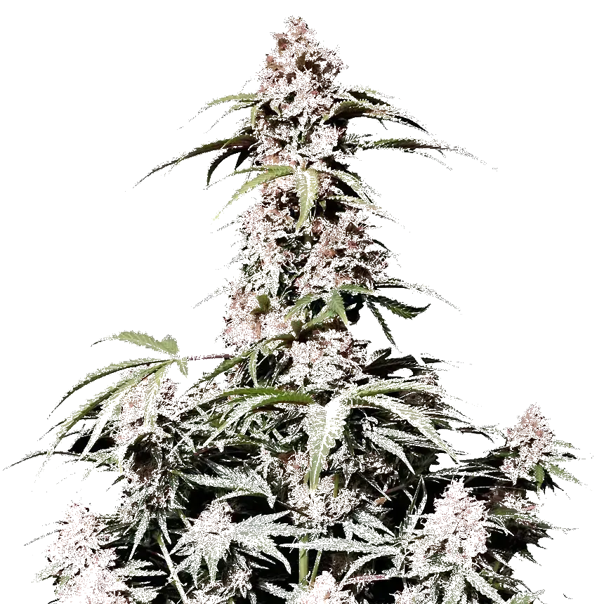 Amnesia Zkittlez Auto