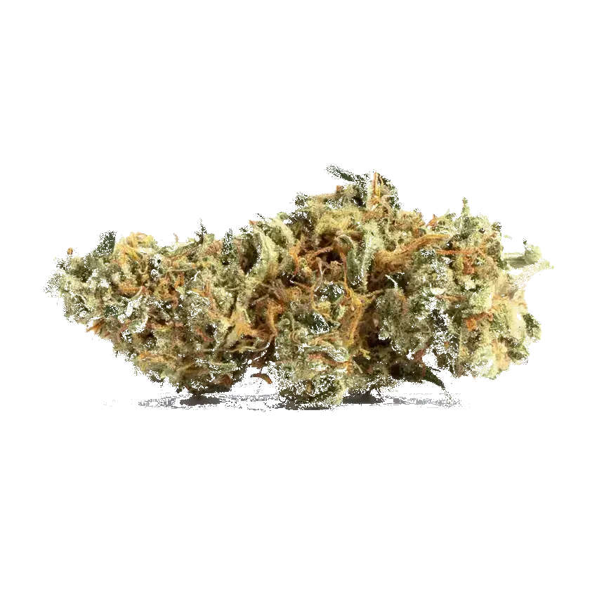 Amnesia