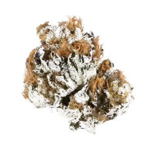 Animal Gas