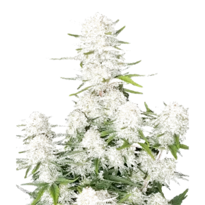Apricot Auto
