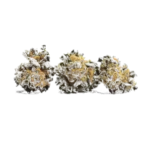 Ayahuasca Purple