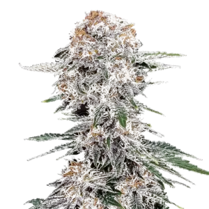 Cherry Cola Auto
