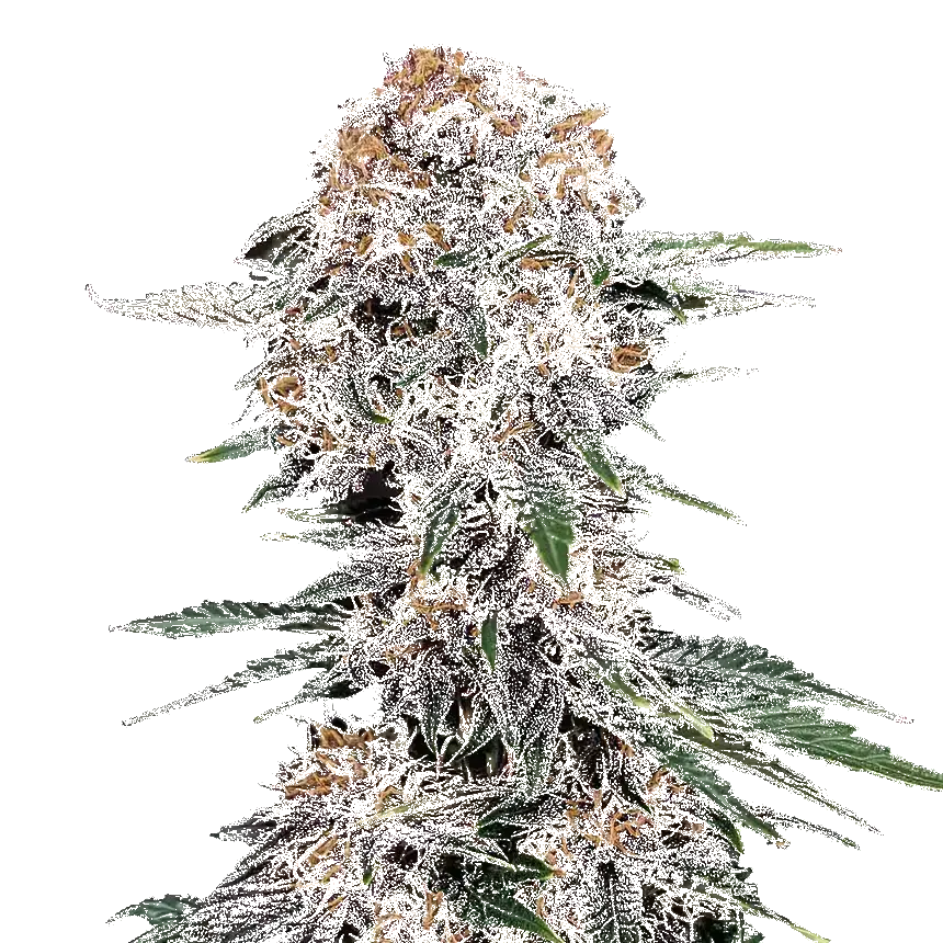 Cherry Cola Auto
