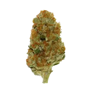 Cream Caramel