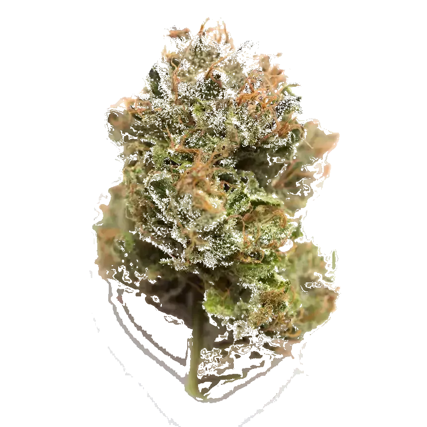 Double Purple Doja