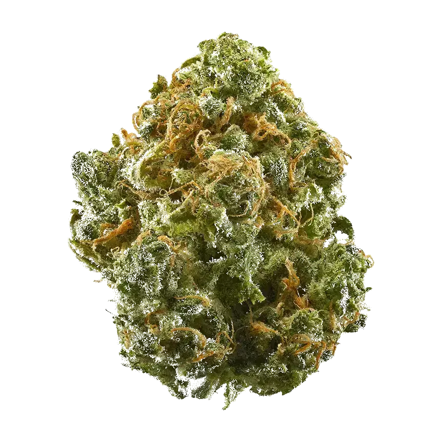 Dutch Kush