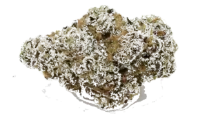Glitter Bomb
