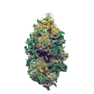Harlequin