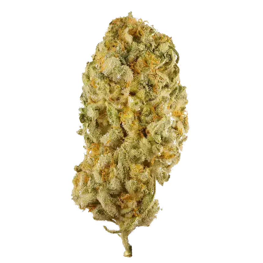 Jack Herer
