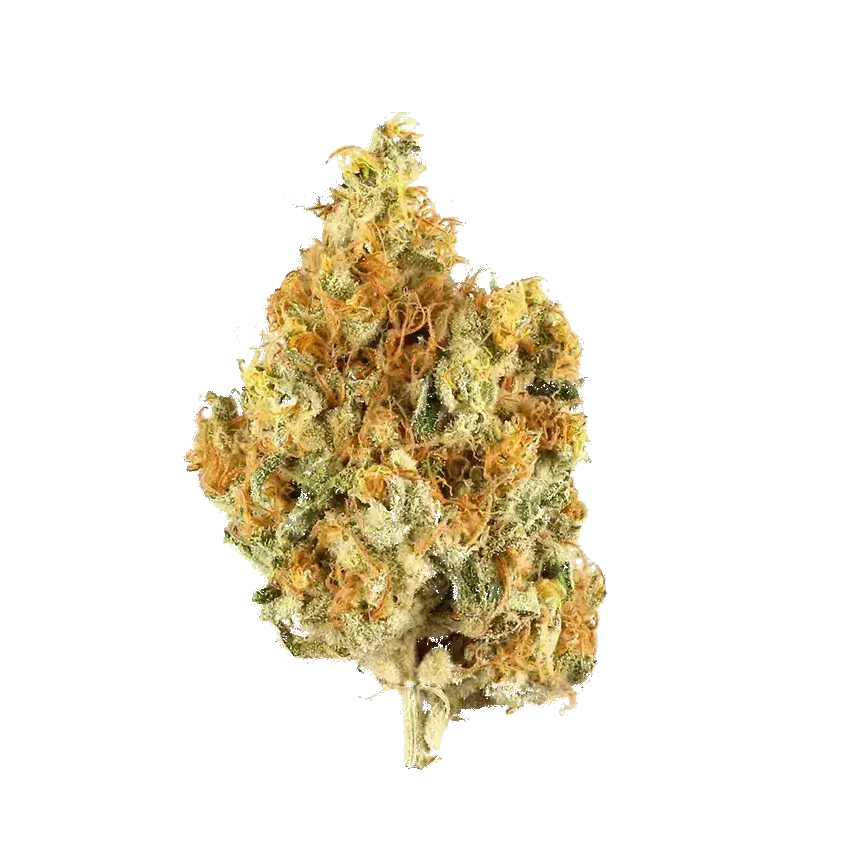 Jungle Grapes