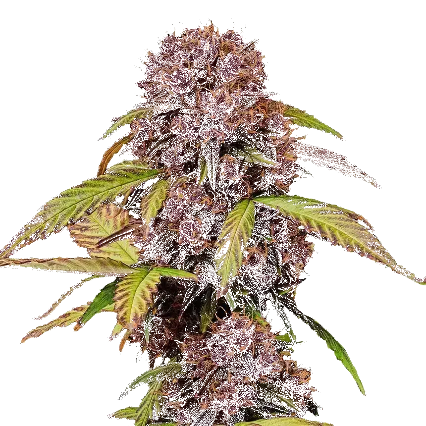 Lemon Cherry Cookies Auto