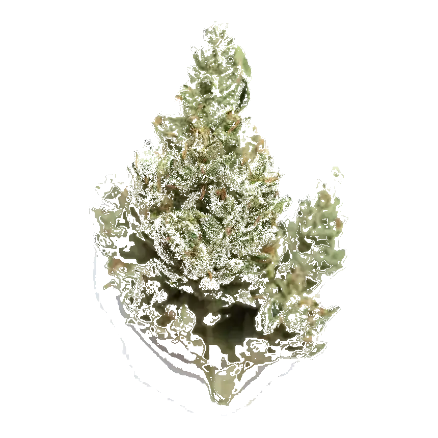 Lime Og