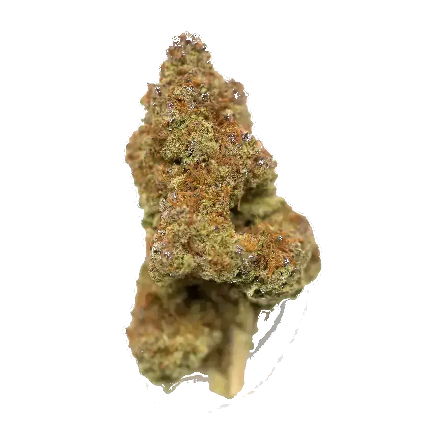 Medical 49